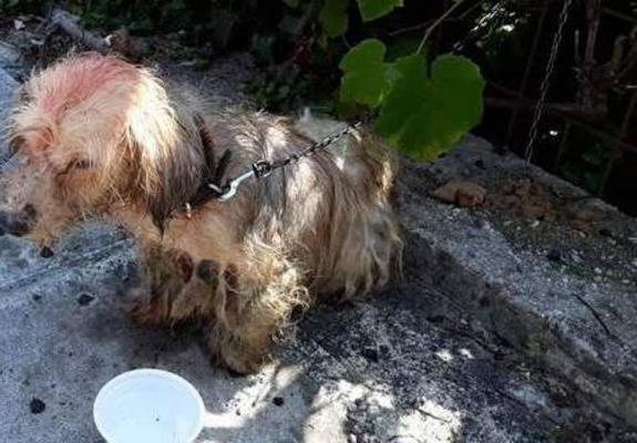Ελλάδα: Περιέλουσε σκυλάκι με πετρέλαιο και τιμωρήθηκε με πρόστιμο 30 χιλιάδων ευρώ