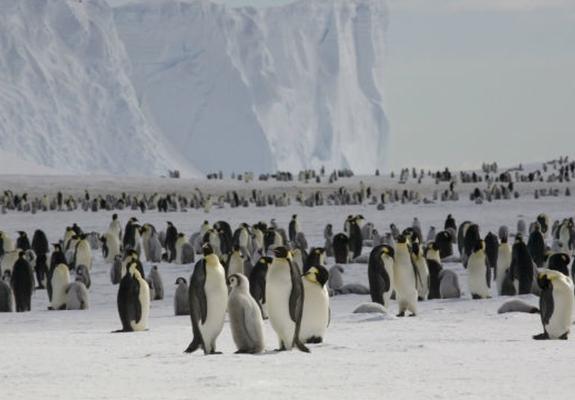 Σε άλλα νέα, μέσα σε μια νύχτα χάθηκε μια τεράστια αποικία πιγκουίνων