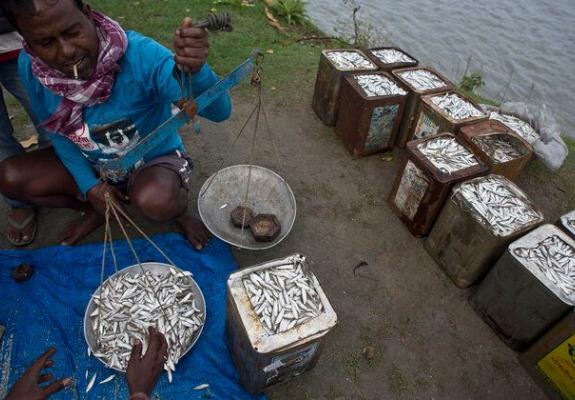 Μπαγκλαντές: Η προστασία ψαριών θέτει σε κίνδυνο τους κατοίκους