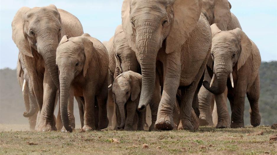 Μόλις δολοφονήθηκαν χίλιοι ελέφαντες