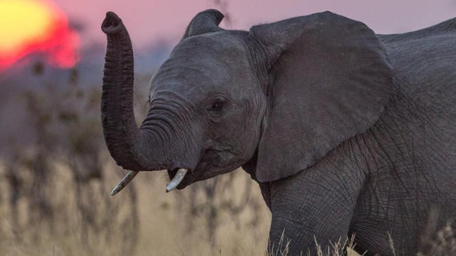 Κάθε μία ώρα τέσσερις ελέφαντες δολοφούνται στην Αφρική