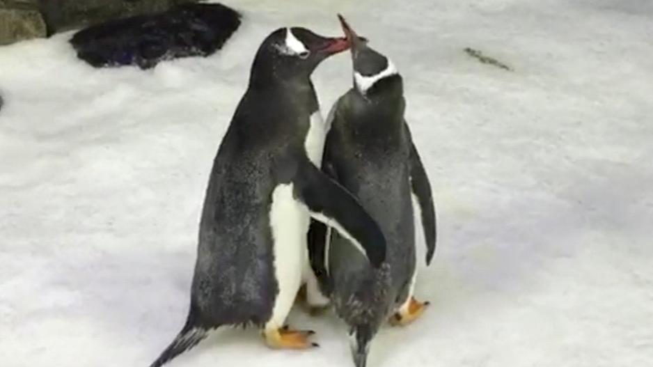 Γκέι πιγκουίνοι έγιναν γονείς