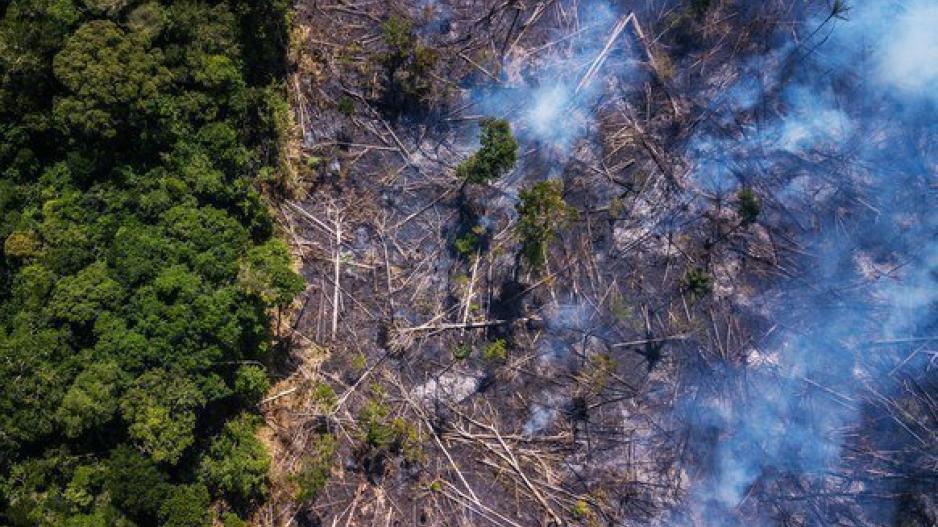 Αμαζόνιος: Σόγια και βοδινό κρέας ευθύνονται για τις πυρκαγιές