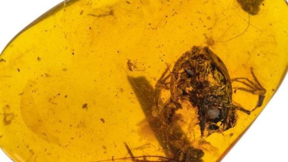 Ανακαλύφθηκαν βατραχάκια 99 εκατ. ετών εγκλωβισμένα σε κεχριμπάρι