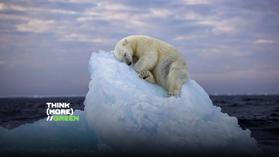 Η νικήτρια φωτογραφία μιας πολικής αρκούδας προκαλεί συζήτηση για την κλιματική κρίση