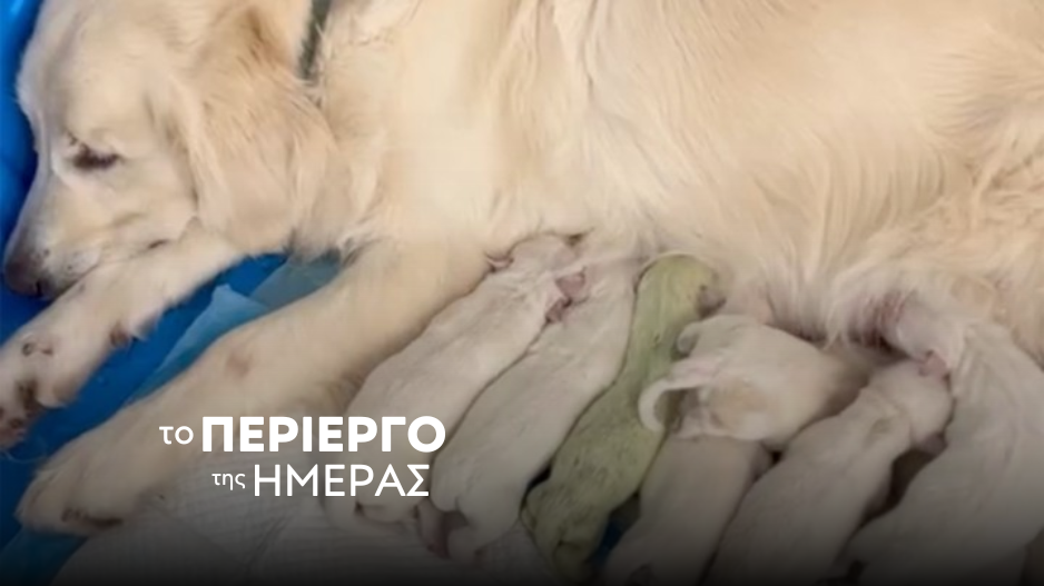 Κουτάβι που γεννήθηκε με πράσινη γούνα και ονομάστηκε «Shamrock» γίνεται viral