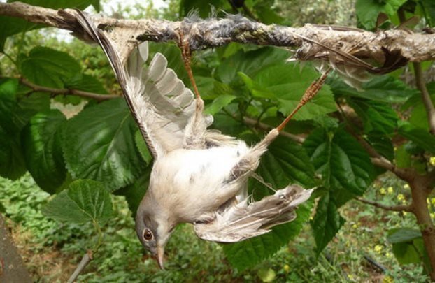 Δεν είναι το πασίγνωστο “Τα πουλιά πεθαίνουν τραγουδώντας” πολιτισμός;