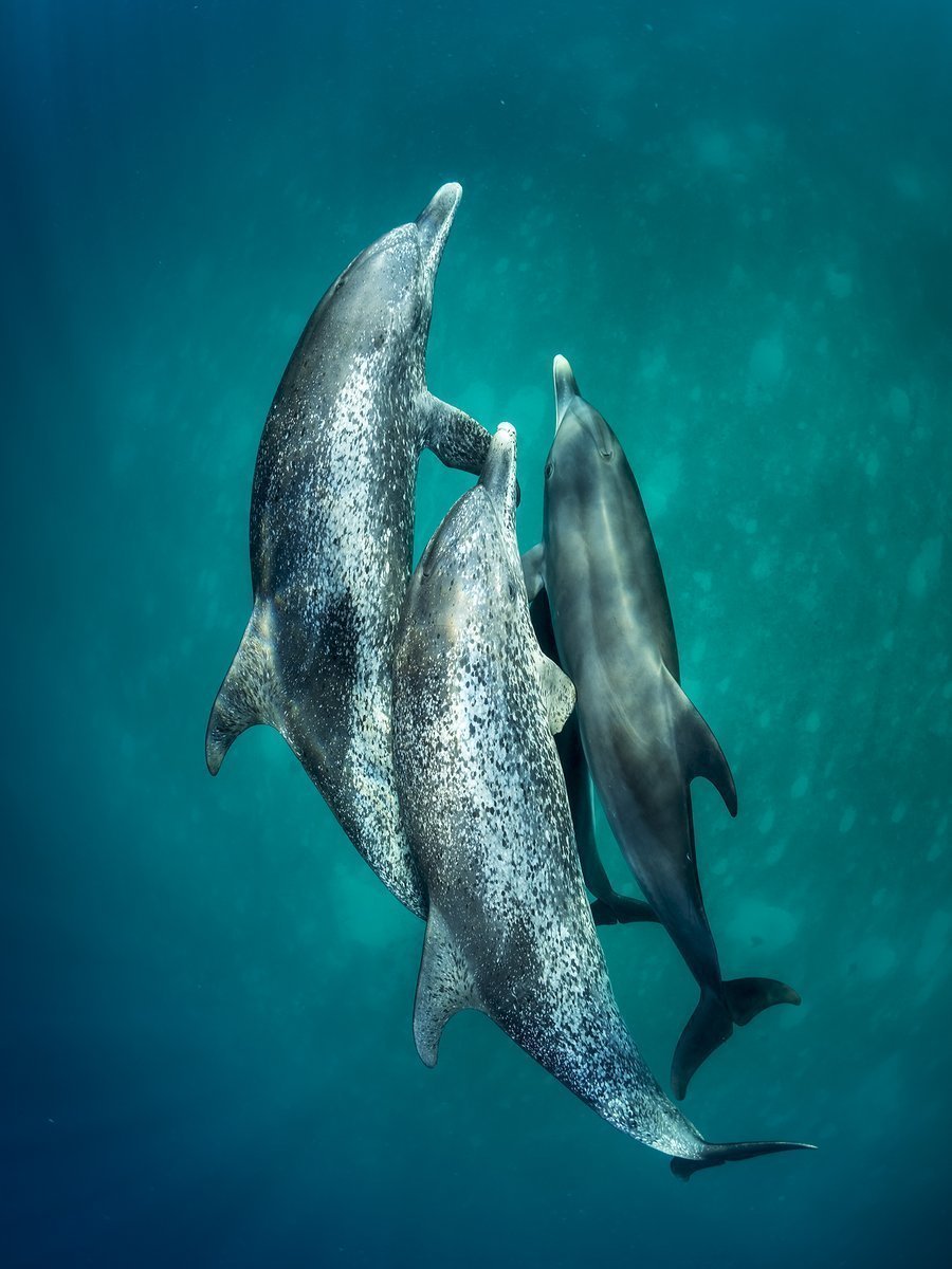 **Serenity** Ένα κοπάδι δελφινιών απόλυτα εναρμονισμένο με το τοπίο καθώς κολυμπάει ήρεμα στα τροπικά νερά στις Μπαχάμες