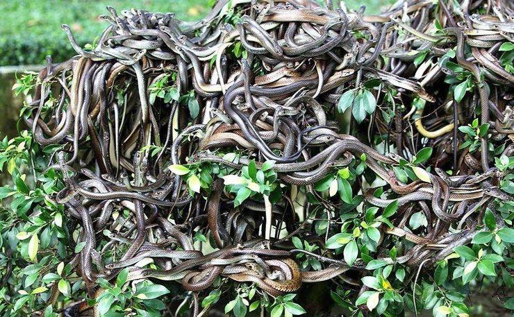 snake island