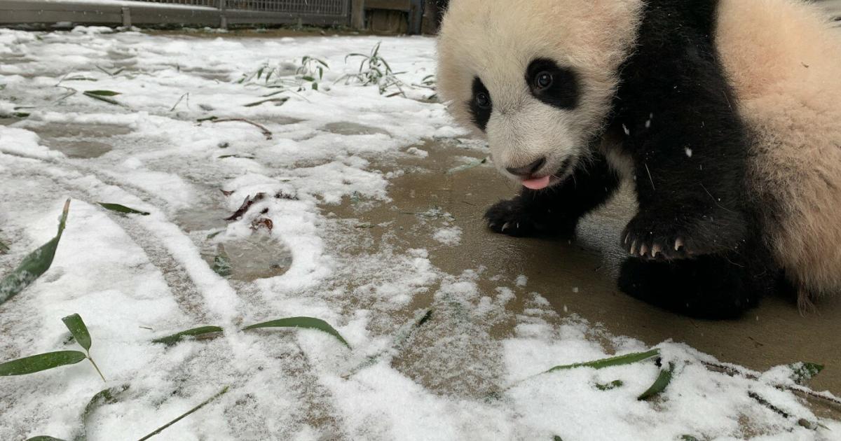 Baby panda che si gode lo scenario innevato