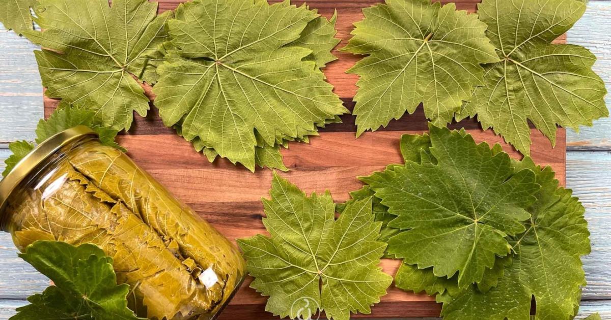 &Tau;&alpha; &alpha;&mu;&pi;&epsilon;&lambda;ό&phi;&upsilon;&lambda;&lambda;&alpha; &gamma;ί&nu;&omicron;&nu;&tau;&alpha;&iota; &pi;&rho;&omega;&tau;&alpha;&gamma;&omega;&nu;&iota;&sigma;&tau;έ&sigmaf; &sigma;&epsilon; &mu;&iota;&alpha; &xi;&epsilon;&chi;&omega;&rho;&iota;&sigma;&tau;ή &gamma;&epsilon;&upsilon;&sigma;&tau;&iota;&kappa;ή &epsilon;&mu;&pi;&epsilon;&iota;&rho;ί&alpha; &sigma;&tau;&omicron;&nu; Ά&gamma;&iota;&omicron; &Mu;ά&mu;&alpha;