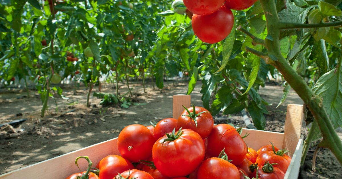 &Pi;&alpha;&rho;&epsilon;&kappa;&kappa;&lambda;&eta;&sigma;&iota;ά: &Gamma;&iota;&omicron;&rho;&tau;ή &gamma;&epsilon;ύ&sigma;&eta;&sigmaf; &kappa;&alpha;&iota; &mu;&omicron;&upsilon;&sigma;&iota;&kappa;ή&sigmaf; &sigma;&tau;&omicron; 5&omicron; &Phi;&epsilon;&sigma;&tau;&iota;&beta;ά&lambda; &Nu;&tau;&omicron;&mu;ά&tau;&alpha;&sigmaf;