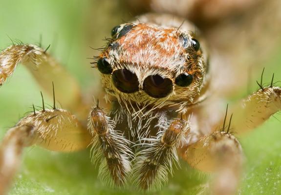 Αν φοβάσαι τις αράχνες μην διαβάσεις παρακάτω