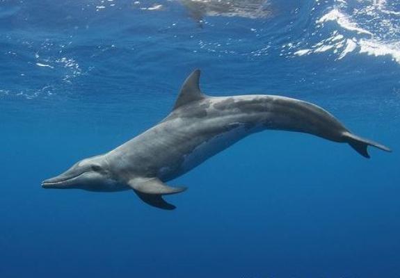 Ήξερες ότι στα νερά της Κύπρου έχουμε 4 είδη δελφινιών;