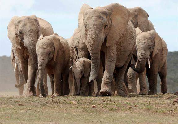 Μόλις δολοφονήθηκαν χίλιοι ελέφαντες