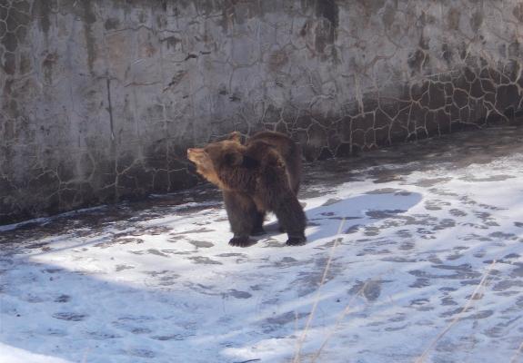 Η Χριστίνα η αρκούδα ήταν για πολλές μέρες εγκλωβισμένη σε δεξαμενή στη βόρεια Ελλάδα
