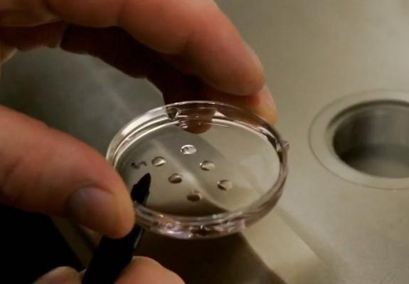 Τα πρώτα έμβρυα προβάτων που περιέχουν και ανθρώπινα κύτταρα
