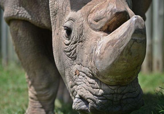 Πέθανε ο Σουδάν, ο τελευταίος αρσενικός λευκός ρινόκερος