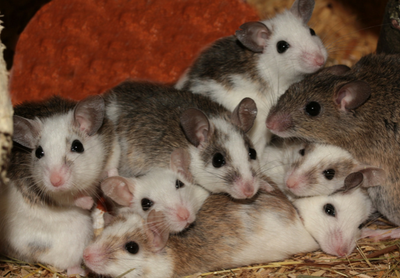 Πόσα ποντίκια χρειάζονται για να φάνε... μισό τόνο κάνναβη;