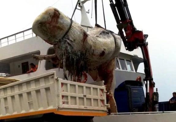 Τριάντα κιλά πλαστικού στο στομάχι φάλαινας που ξεβράστηκε στη Σαντορίνη