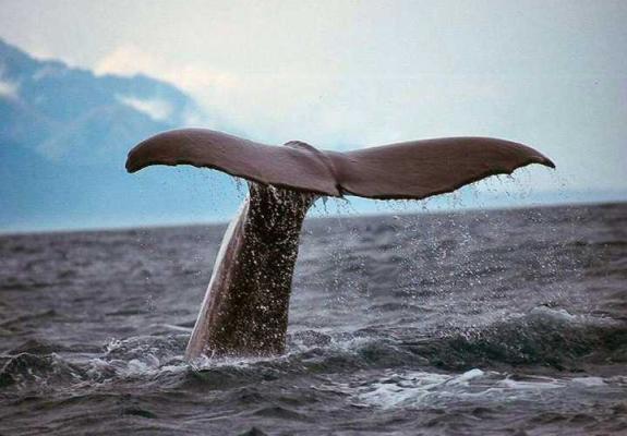 Η φάλαινα που ξεβράστηκε στην Κερύνεια το 1957