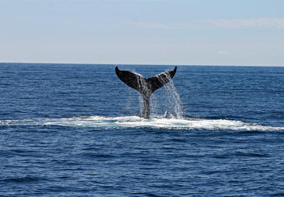 Στην Ελλάδα υπάρχουν φάλαινες και κινδυνεύουν από τα πλοία