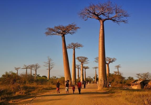 Πεθαίνουν τα γιγαντιαία δέντρα μπαομπάμ στην Αφρική