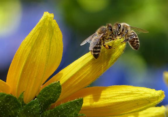 Οι μέλισσες μπορούν να ξεχωρίσουν το μηδέν από άλλους αριθμούς