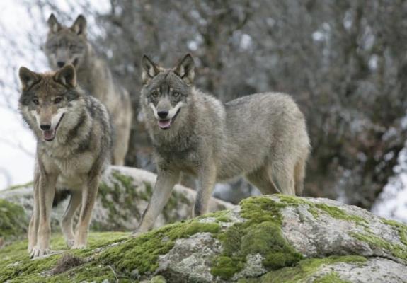 Λύκοι φεύγουν από το Τσέρνομπιλ