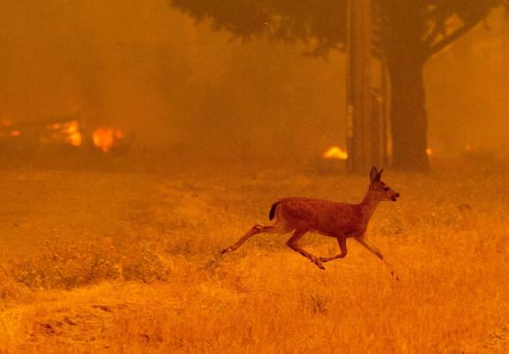 Η μεγαλύτερη φωτιά στην ιστορία της Καλιφόρνιας θα καίει ολόκληρο τον Αύγουστο