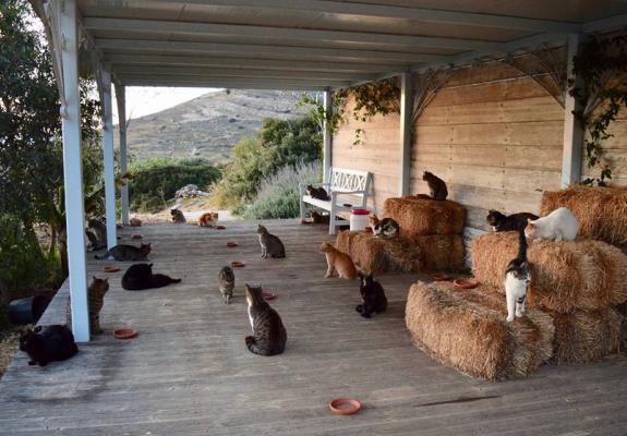 Είσαι ελεύθερο πνεύμα που αγαπά πολύ τις γάτες και ψάχνεις δουλειά εκτός Κύπρου;