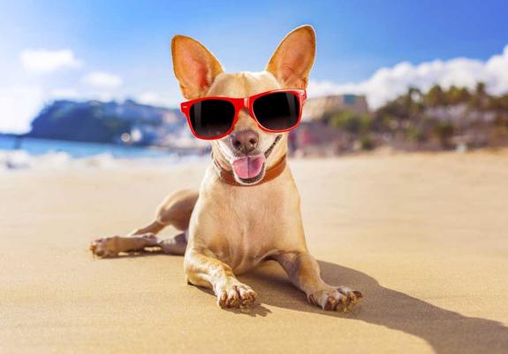 Τελικά σε ποιες παραλίες επιτρέπονται οι σκύλοι στην Κύπρο;