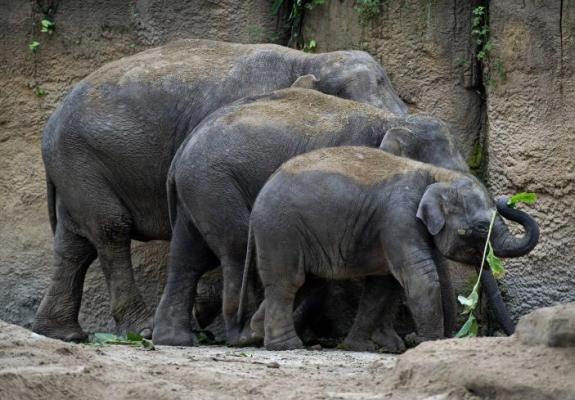Σκοτωμένοι, γδαρμένοι και με κομμένα κεφάλια 87 ελέφαντες στη Μποτσουάνα