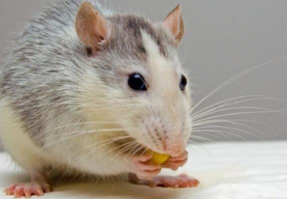 Υγιή ποντικάκια από γονείς ίδιου φύλου δημιούργησαν Κινέζοι επιστήμονες
