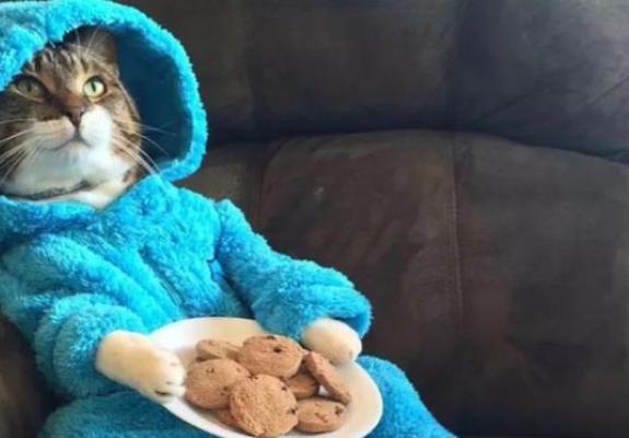 Γάτα με μπισκότα έστειλε σε e-mail η πρεσβεία των ΗΠΑ