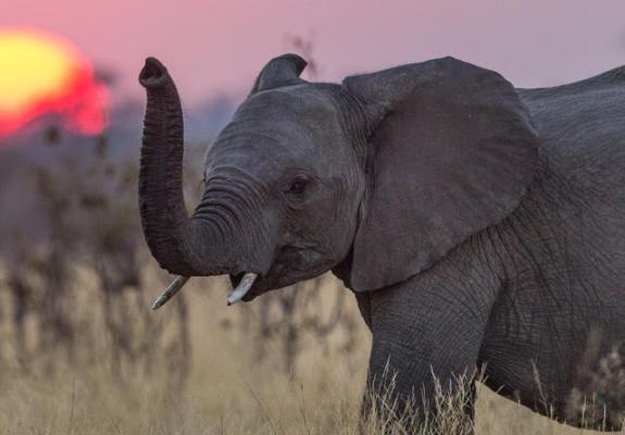 Κάθε μία ώρα τέσσερις ελέφαντες δολοφούνται στην Αφρική