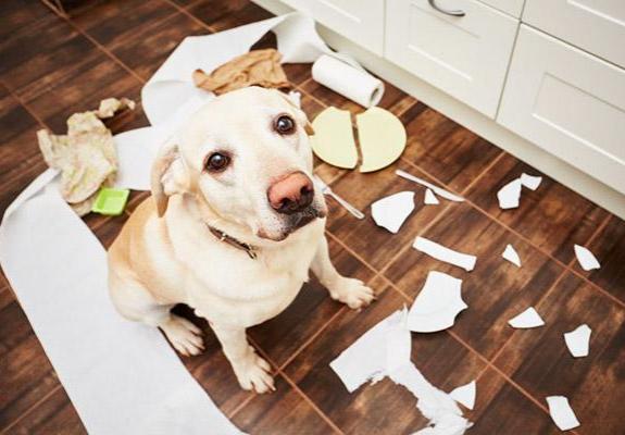 Τι μπορεί να κάνουν τα σκυλάκια όταν αισθάνονται ένοχα