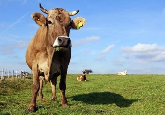 Στην Ελβετία έχουν σοβαρά προβλήματα, κάνουν δημοψήφισμα για τις αγελάδες