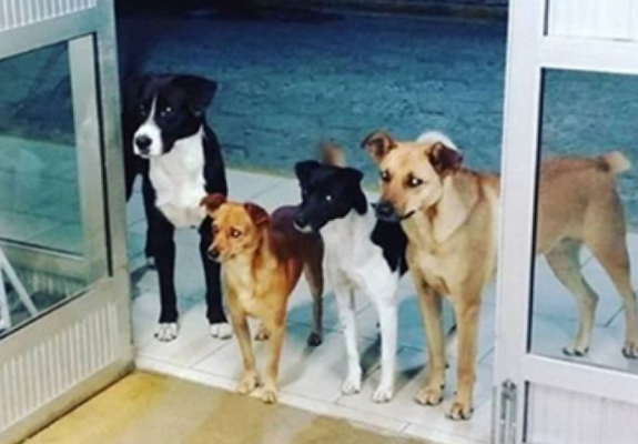 Τα σκυλάκια φίλοι του τον περιμένουν στην πόρτα του νοσοκομείου