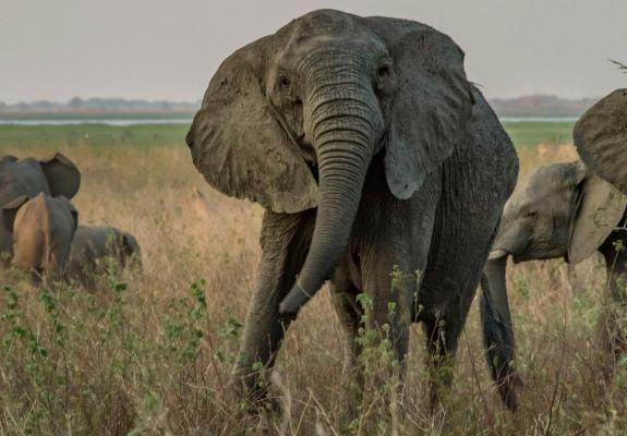 Αυτοί οι ελέφαντες γεννιούνται χωρίς χαυλιόδοντες