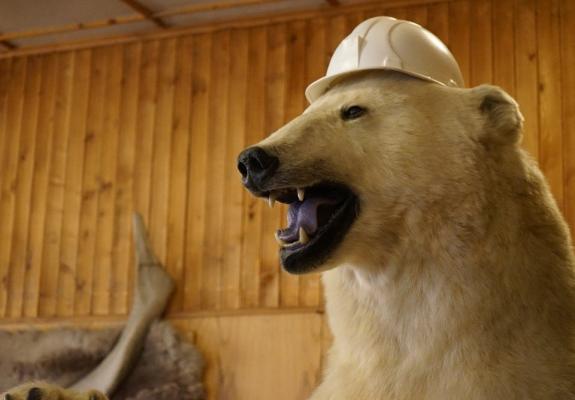 Στη Ρωσία δεκάδες πολικές αρκούδες εισέβαλαν σε χωριό ψάχνοντας φαγητό