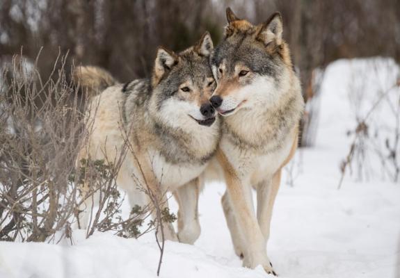 Οι λύκοι επέστρεψαν στη Γερμανία και προκαλούν εθνικό διχασμό