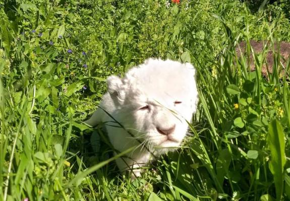 ΠάΦος: Ένα σπάνιο λευκό λιονταράκι γεννήθηκε στην Πέγεια