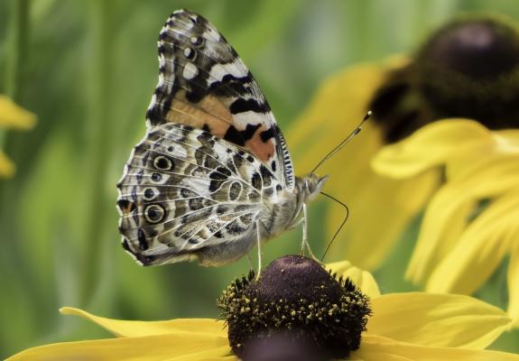 Εκατομμύρια πεταλούδες συνεχίζουν να περνούν από την Κύπρο