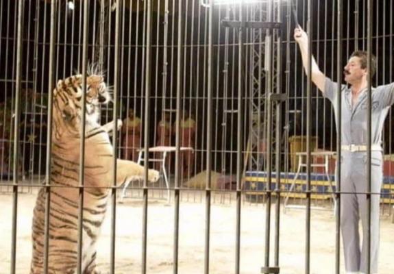Τίγρεις σε τσίρκο στην Ιταλία κατασπάραξαν τον θηριοδαμαστή τους