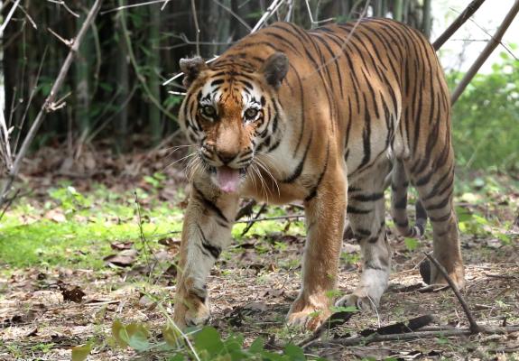 Σκότωσαν με ρόπαλα και βέργες τίγρη που είχε επιτεθεί σε ανθρώπους