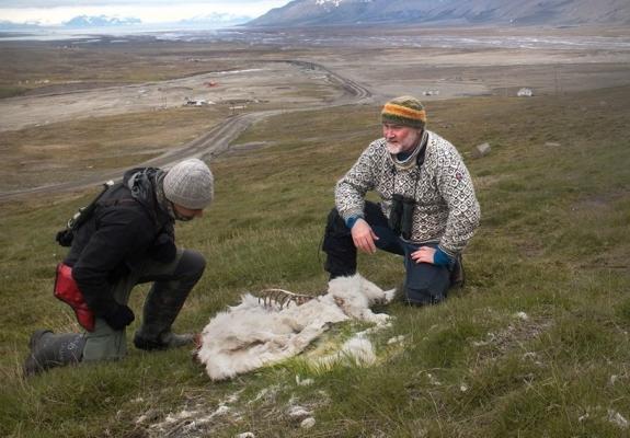 Διακόσιοι τάρανδοι στην Αρκτική εντοπίστηκαν νεκροί από την πείνα