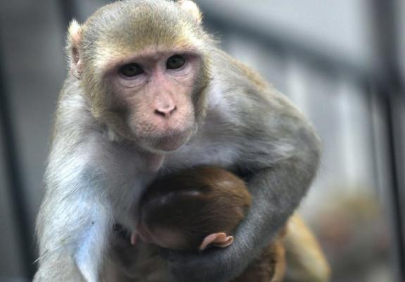 Η πρώτη χίμαιρα ανθρώπου με μαϊμού διχάζει ως κόκκινη γραμμή της ηθικής