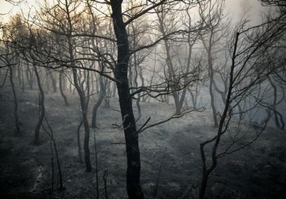 Ελλάδα: Η φωτιά σάρωσε τα πάντα στην Εύβοια