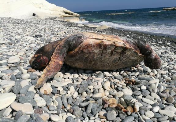Το χρονικό μιας Κύπριας χελώνας Caretta